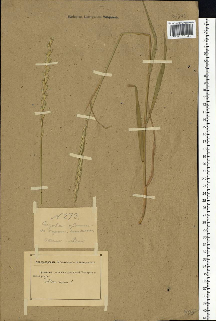 Elymus repens (L.) Gould, Eastern Europe, Rostov Oblast (E12a) (Russia)