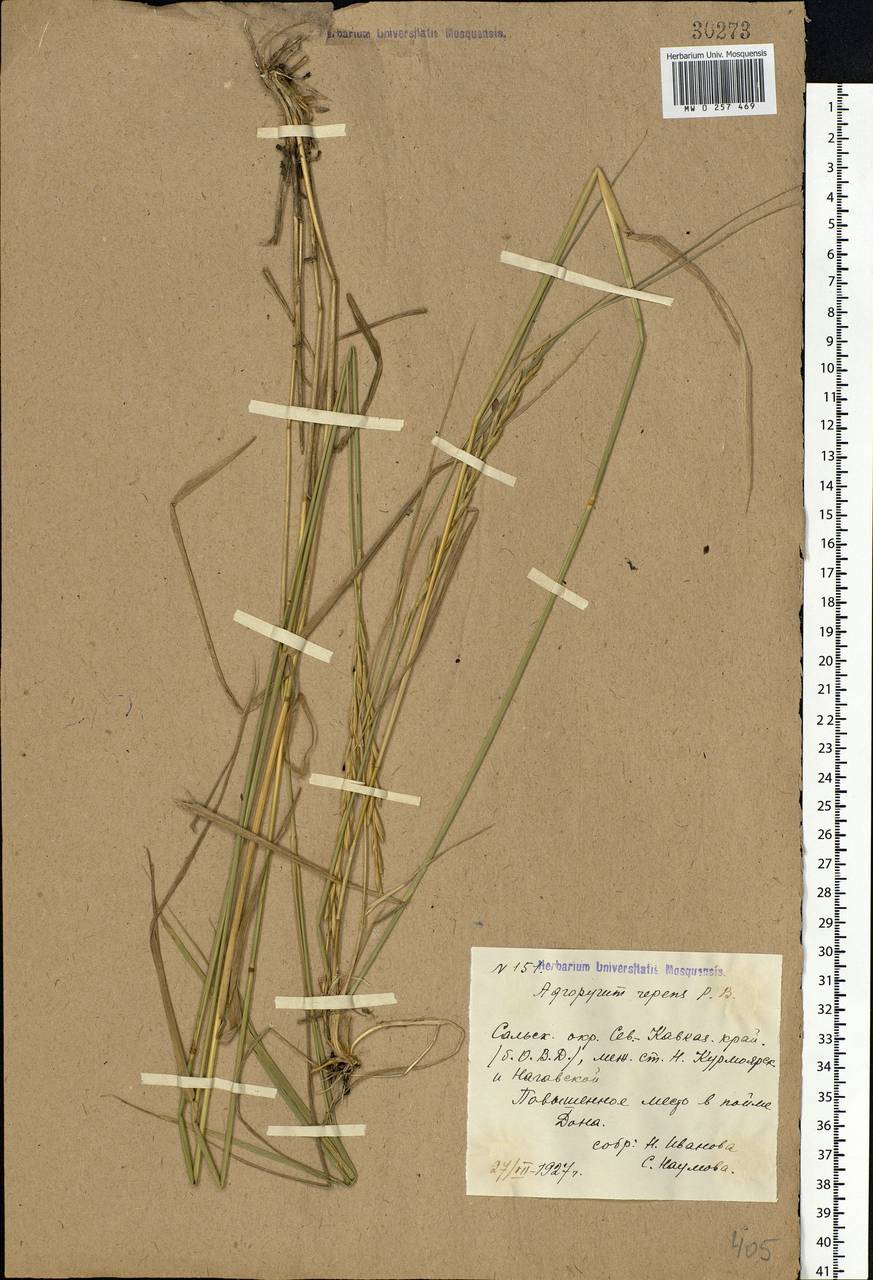 Elymus repens (L.) Gould, Eastern Europe, Rostov Oblast (E12a) (Russia)