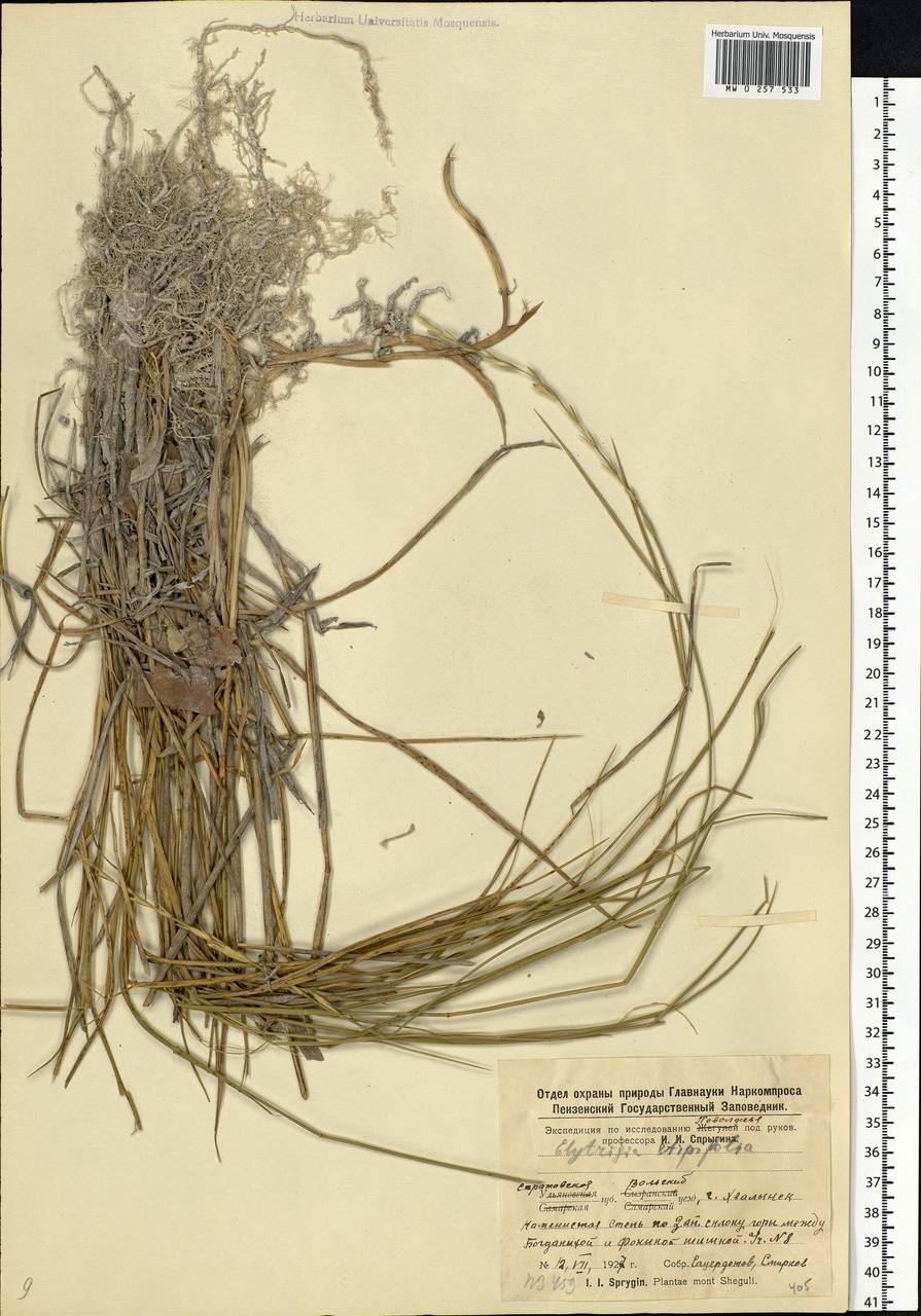 Pseudoroegneria stipifolia (Trautv.) Á.Löve, Eastern Europe, Lower Volga region (E9) (Russia)