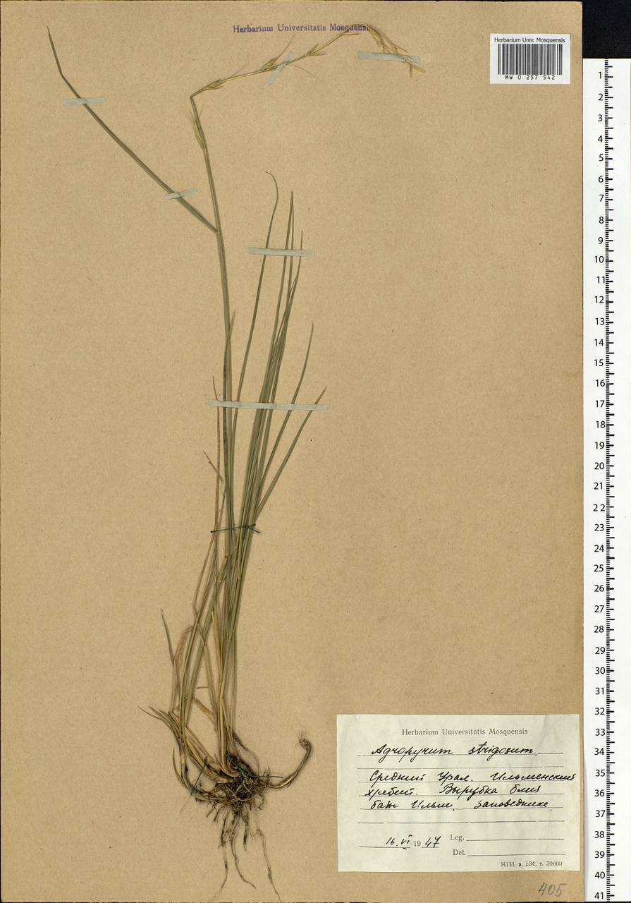 Pseudoroegneria strigosa (Schult.) Á.Löve, Eastern Europe, Eastern region (E10) (Russia)