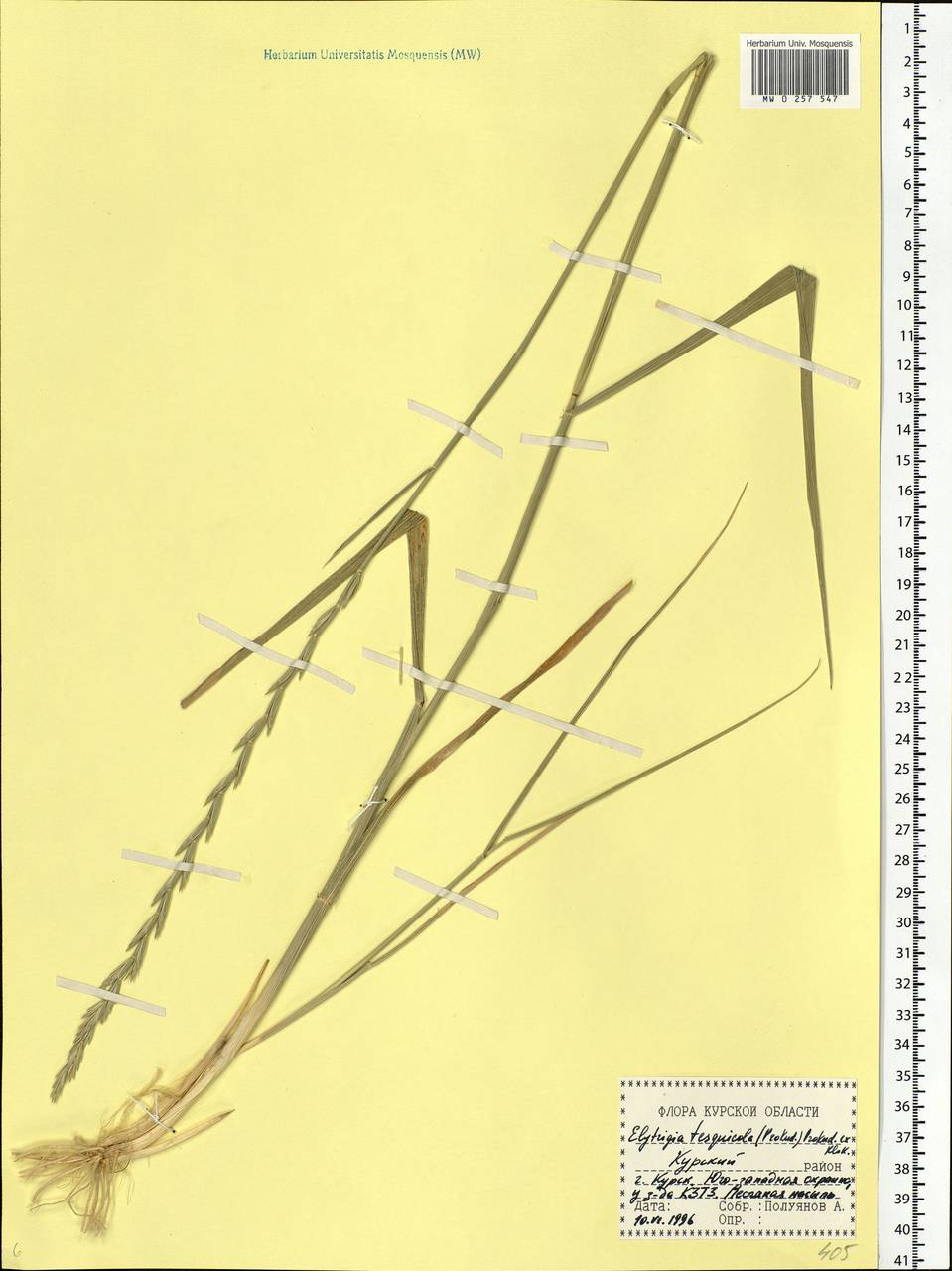 Thinoelymus mucronatus (Opiz) Banfi, Eastern Europe, Central forest-and-steppe region (E6) (Russia)