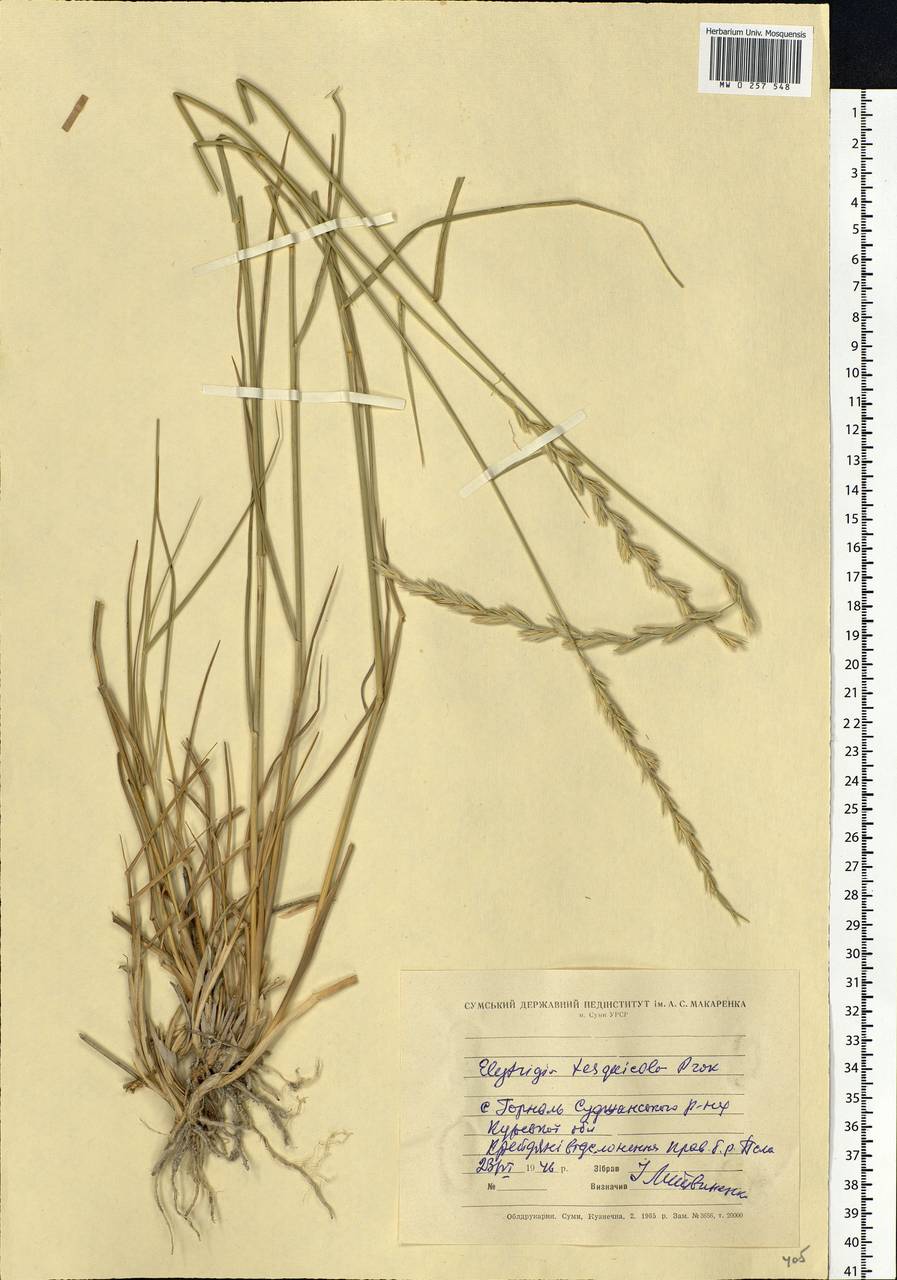 Thinoelymus mucronatus (Opiz) Banfi, Eastern Europe, Central forest-and-steppe region (E6) (Russia)