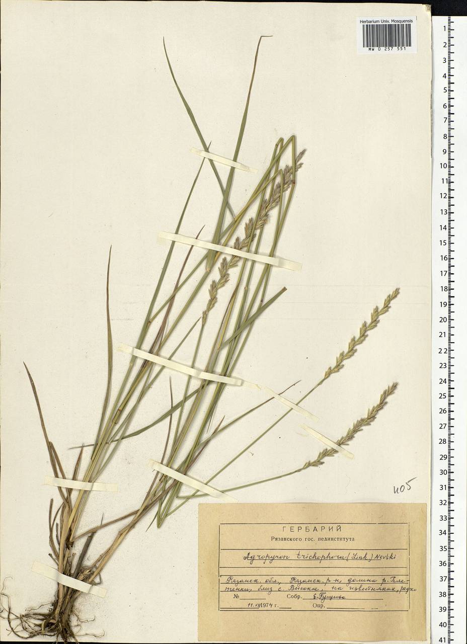 Thinopyrum intermedium subsp. intermedium, Eastern Europe, Central region (E4) (Russia)