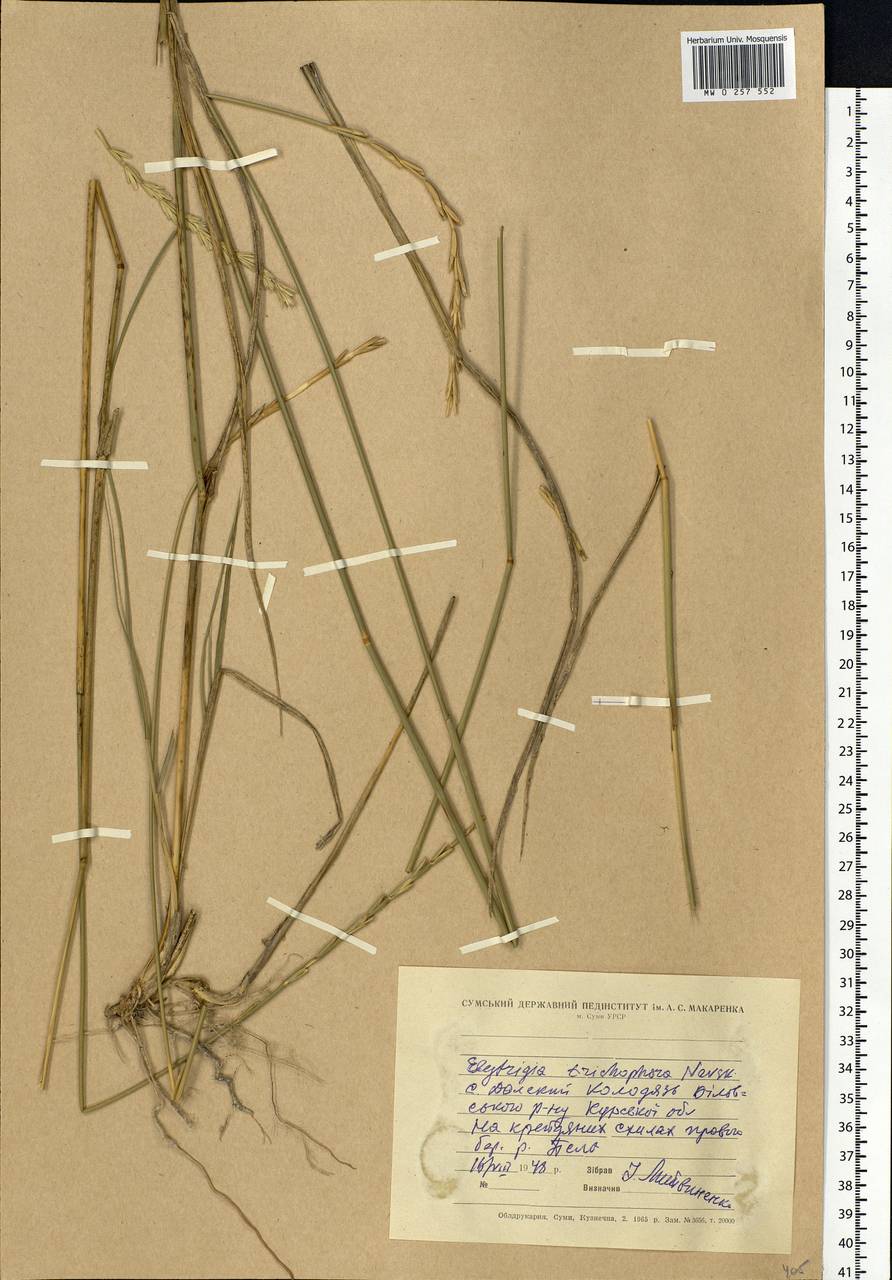 Thinopyrum intermedium subsp. intermedium, Eastern Europe, Central forest-and-steppe region (E6) (Russia)