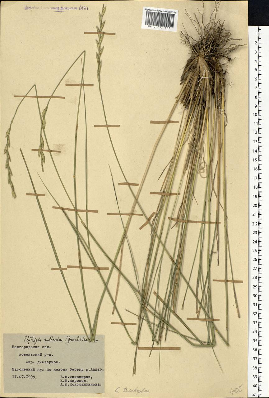 Thinopyrum intermedium subsp. intermedium, Eastern Europe, Central forest-and-steppe region (E6) (Russia)