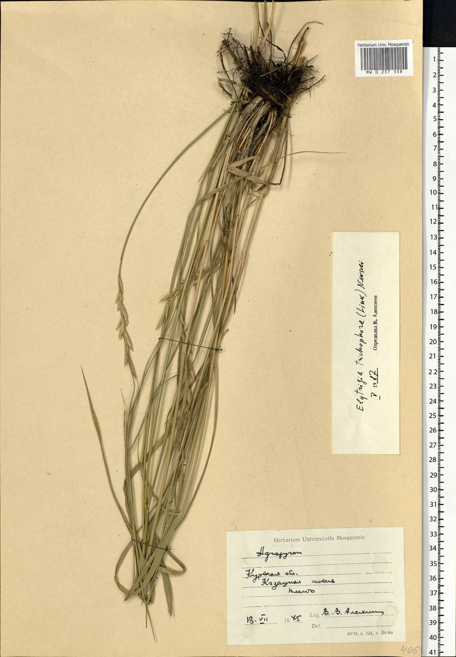 Thinopyrum intermedium subsp. intermedium, Eastern Europe, Central forest-and-steppe region (E6) (Russia)