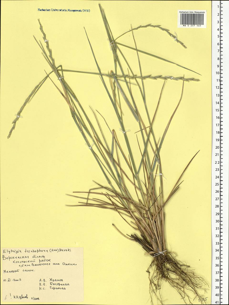 Thinopyrum intermedium subsp. intermedium, Eastern Europe, Central forest-and-steppe region (E6) (Russia)