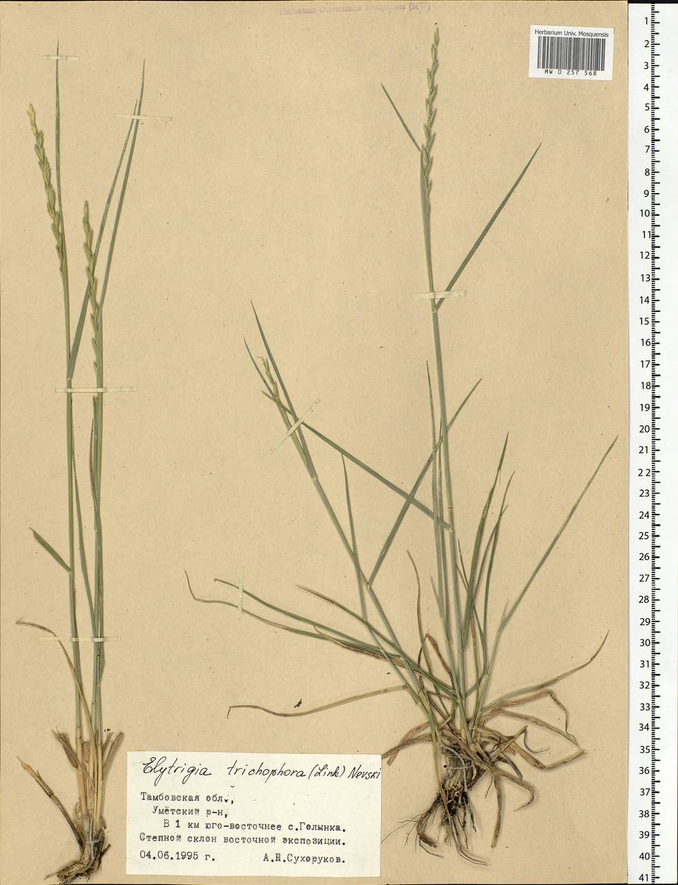 Thinopyrum intermedium subsp. intermedium, Eastern Europe, Central forest-and-steppe region (E6) (Russia)