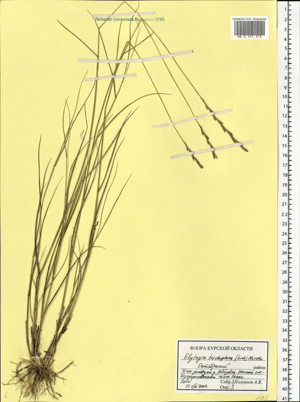 Thinopyrum intermedium subsp. intermedium, Eastern Europe, Central forest-and-steppe region (E6) (Russia)