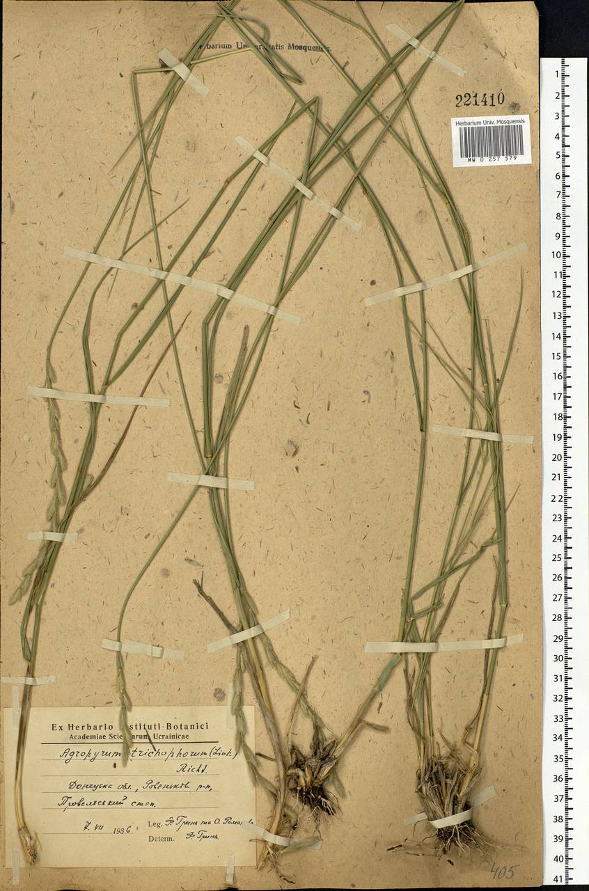 Thinopyrum intermedium subsp. intermedium, Eastern Europe, North Ukrainian region (E11) (Ukraine)
