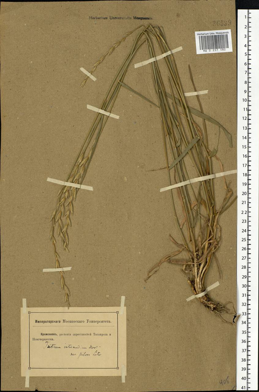Thinopyrum intermedium subsp. intermedium, Eastern Europe, Rostov Oblast (E12a) (Russia)