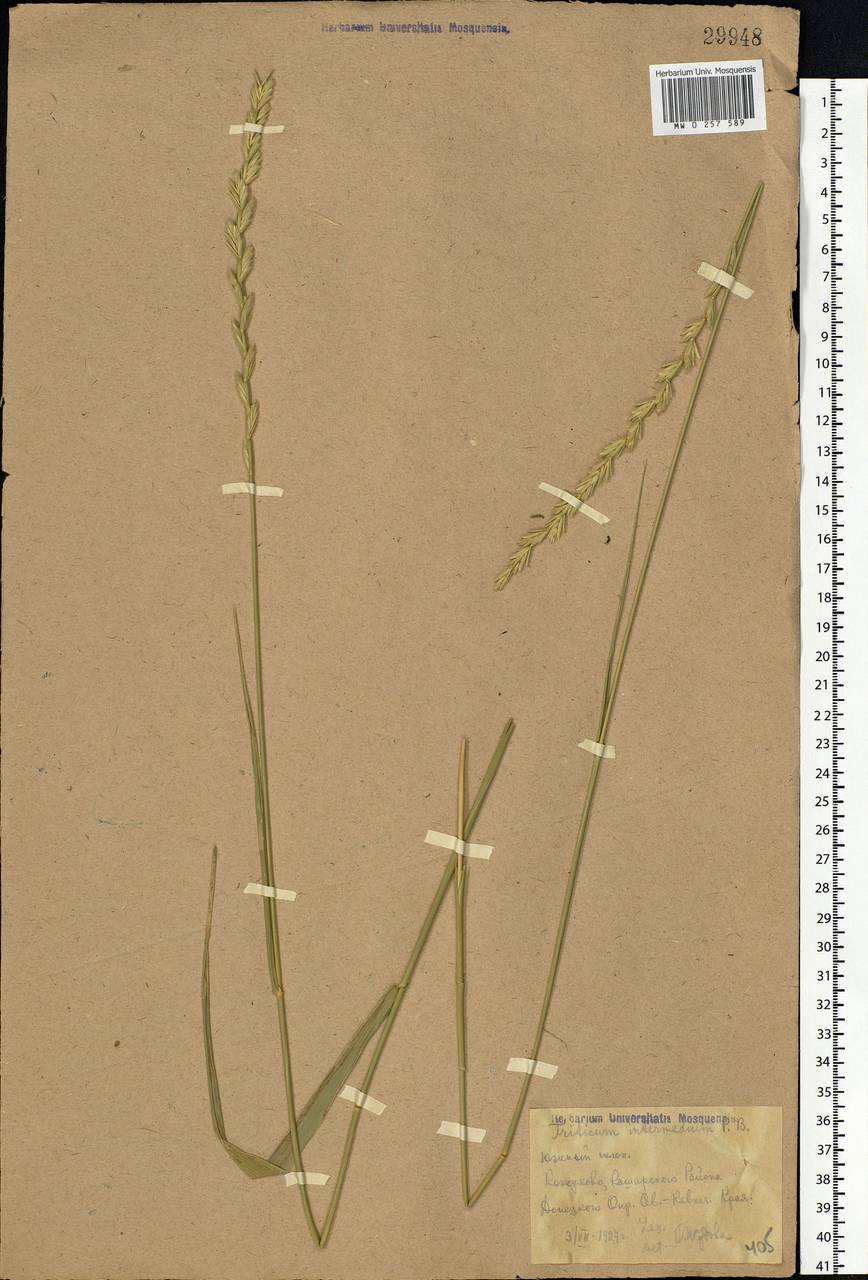 Thinopyrum intermedium subsp. intermedium, Eastern Europe, Rostov Oblast (E12a) (Russia)