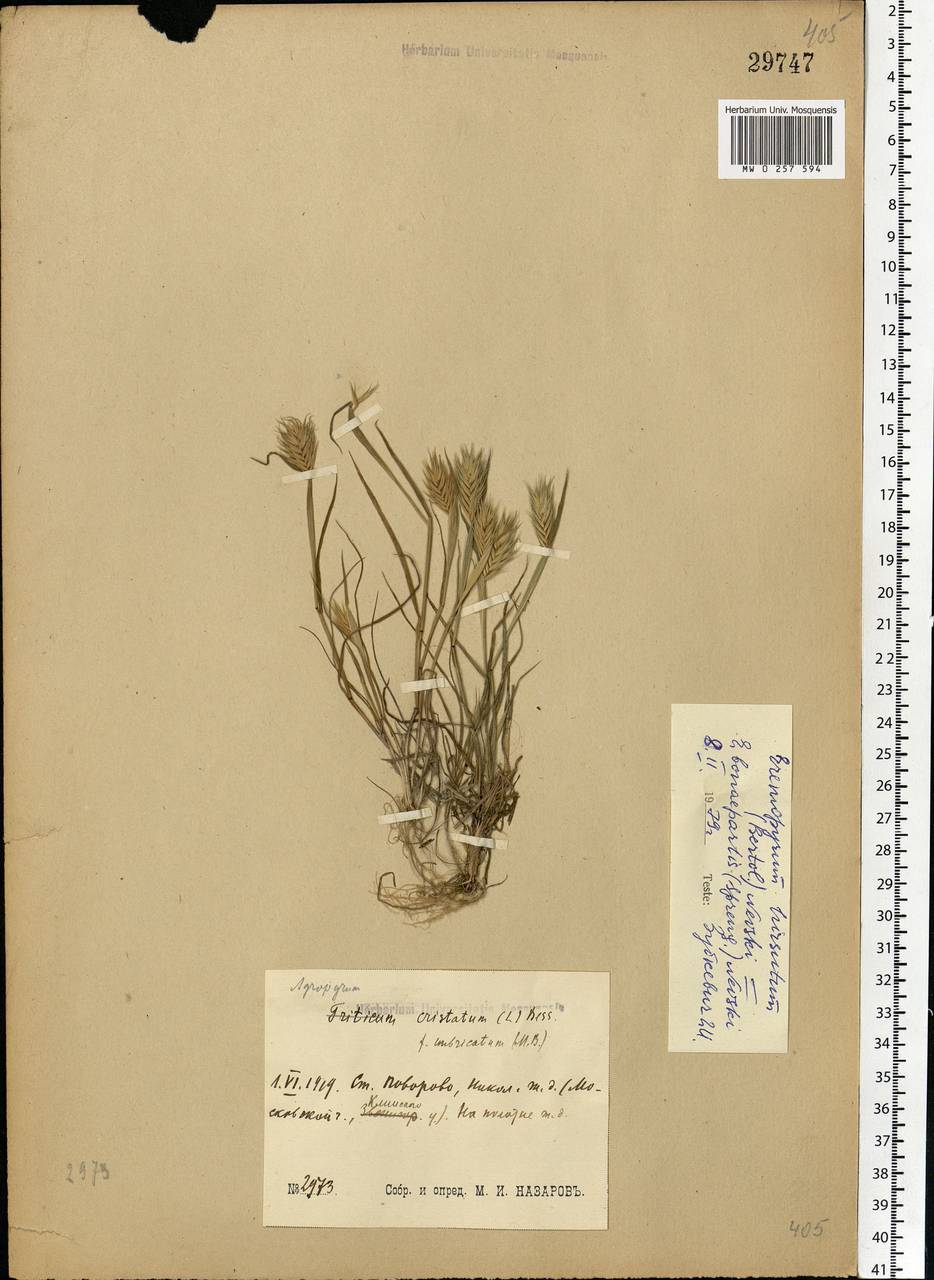 Eremopyrum bonaepartis (Spreng.) Nevski, Eastern Europe, Moscow region (E4a) (Russia)