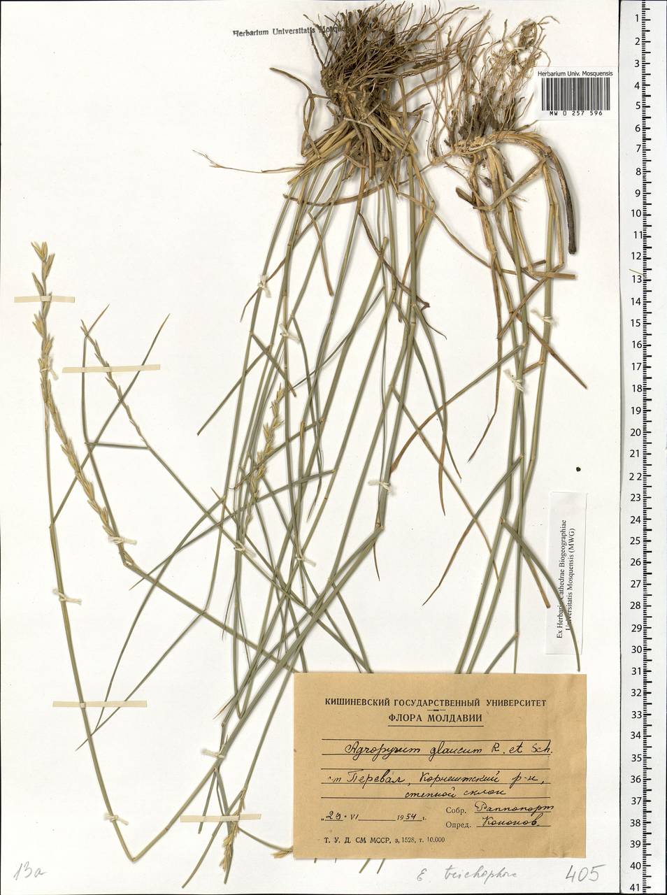 Thinopyrum intermedium subsp. intermedium, Eastern Europe, Moldova (E13a) (Moldova)