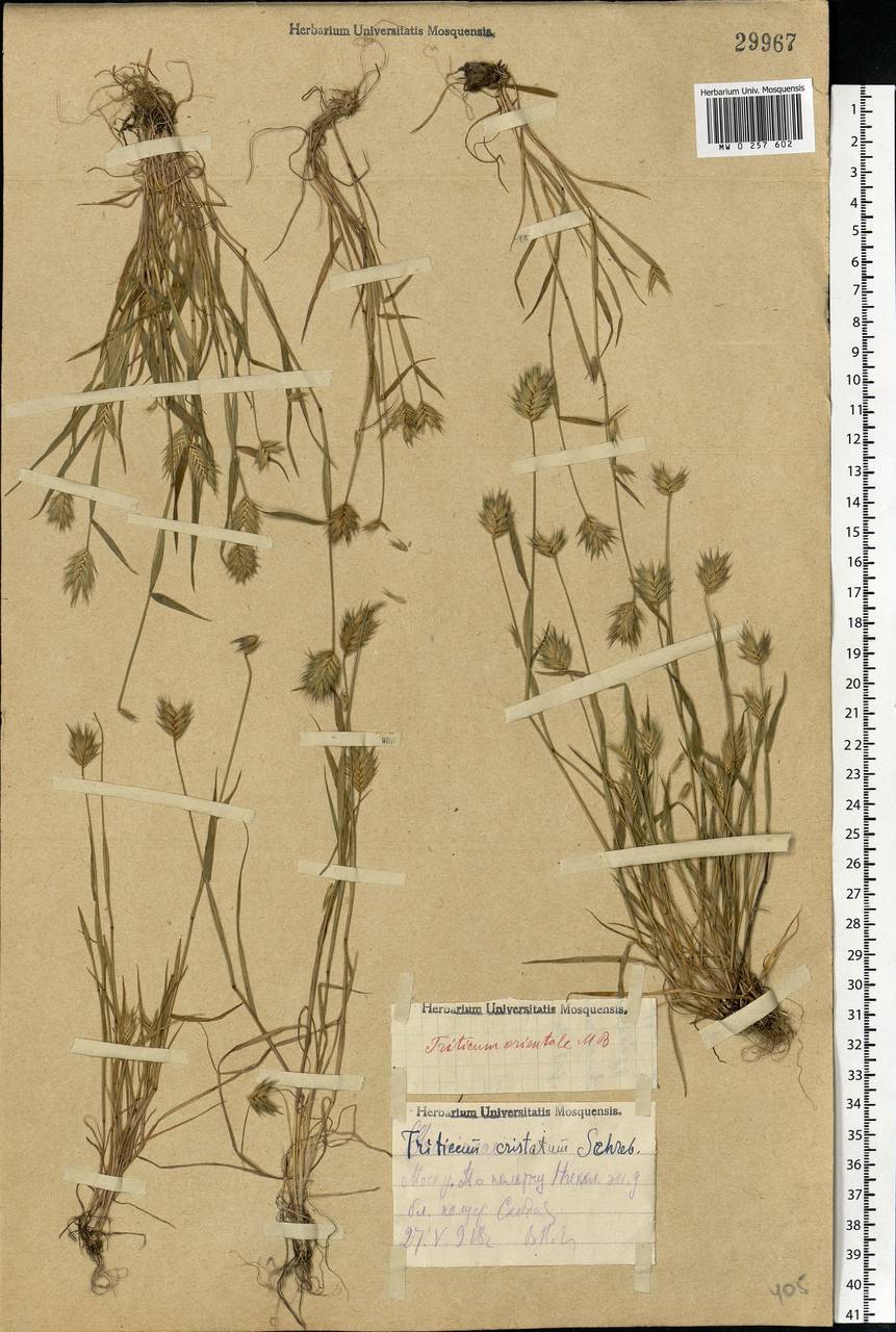 Eremopyrum orientale (L.) Jaub. & Spach, Eastern Europe, Moscow region (E4a) (Russia)