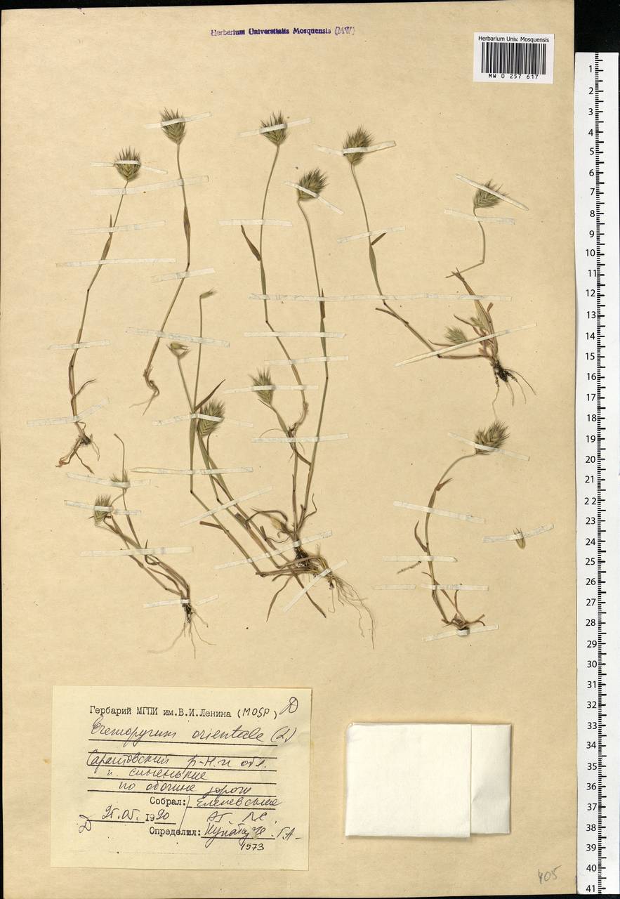 Eremopyrum orientale (L.) Jaub. & Spach, Eastern Europe, Lower Volga region (E9) (Russia)