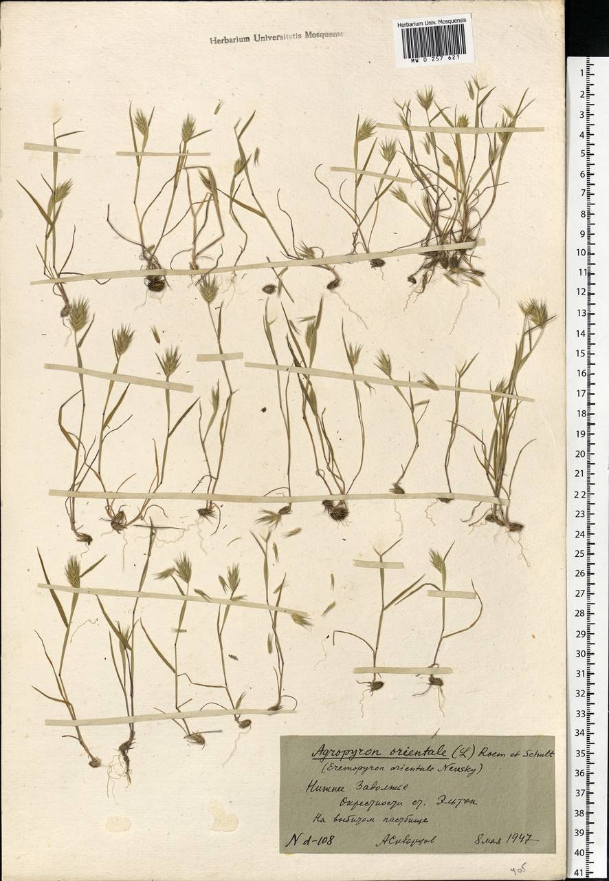 Eremopyrum orientale (L.) Jaub. & Spach, Eastern Europe, Lower Volga region (E9) (Russia)