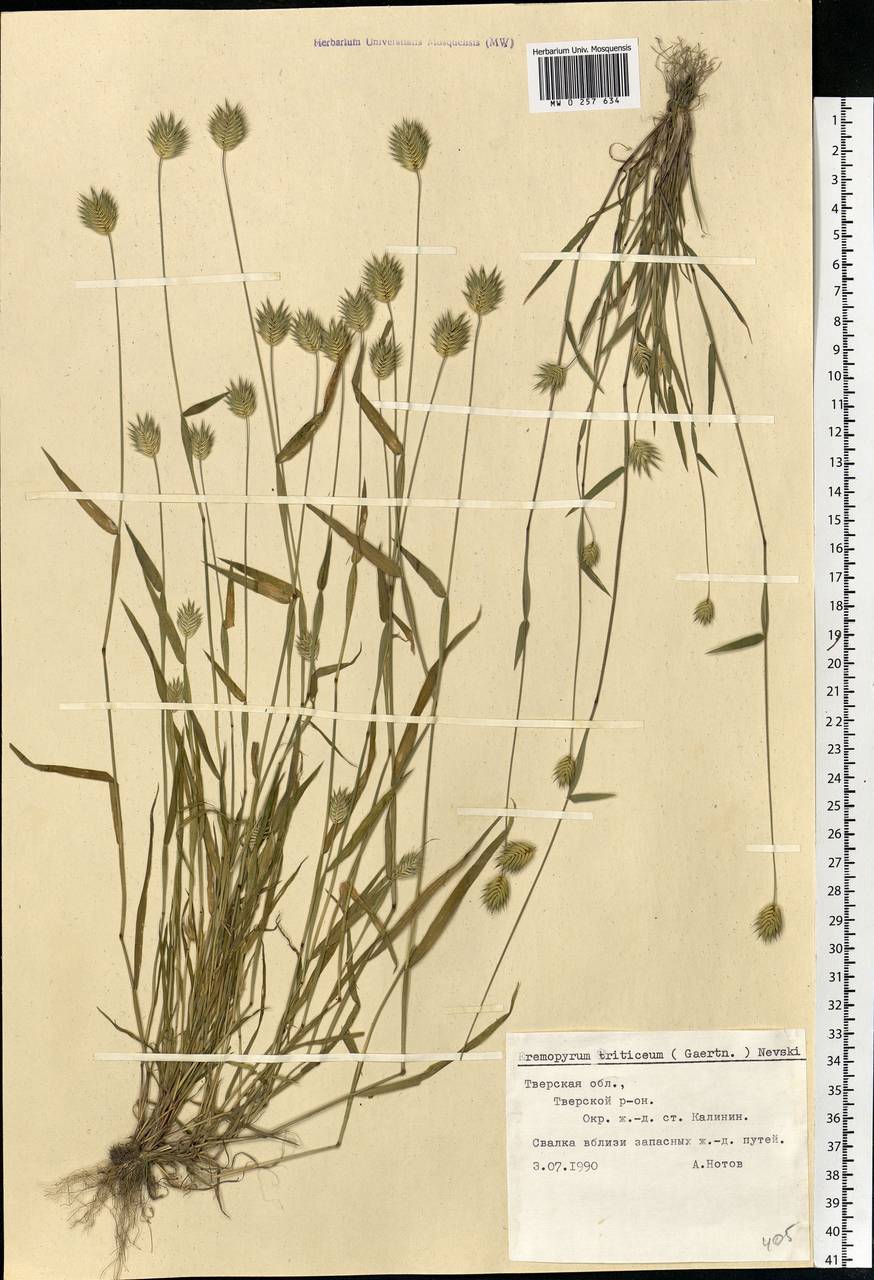 Eremopyrum triticeum (Gaertn.) Nevski, Eastern Europe, North-Western region (E2) (Russia)