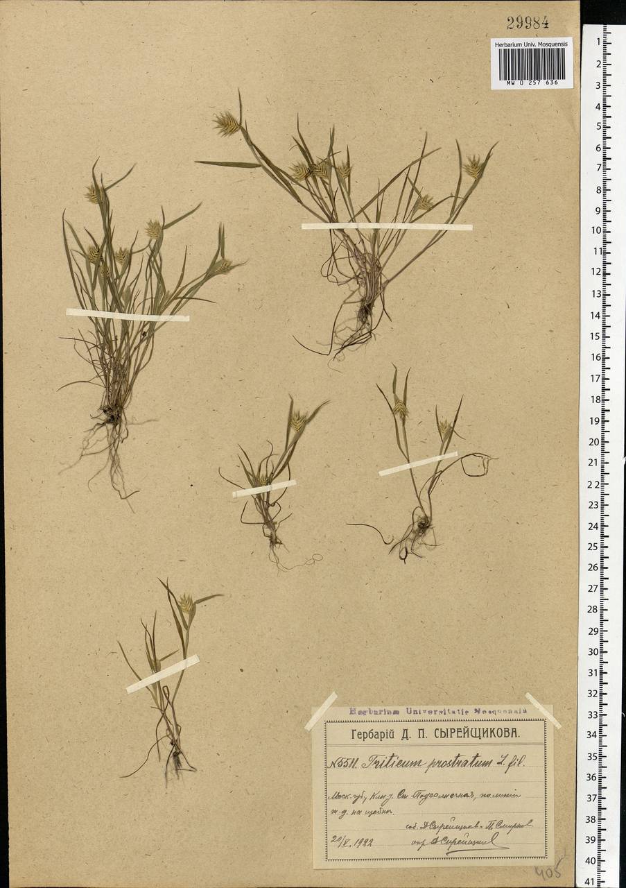 Eremopyrum triticeum (Gaertn.) Nevski, Eastern Europe, Moscow region (E4a) (Russia)