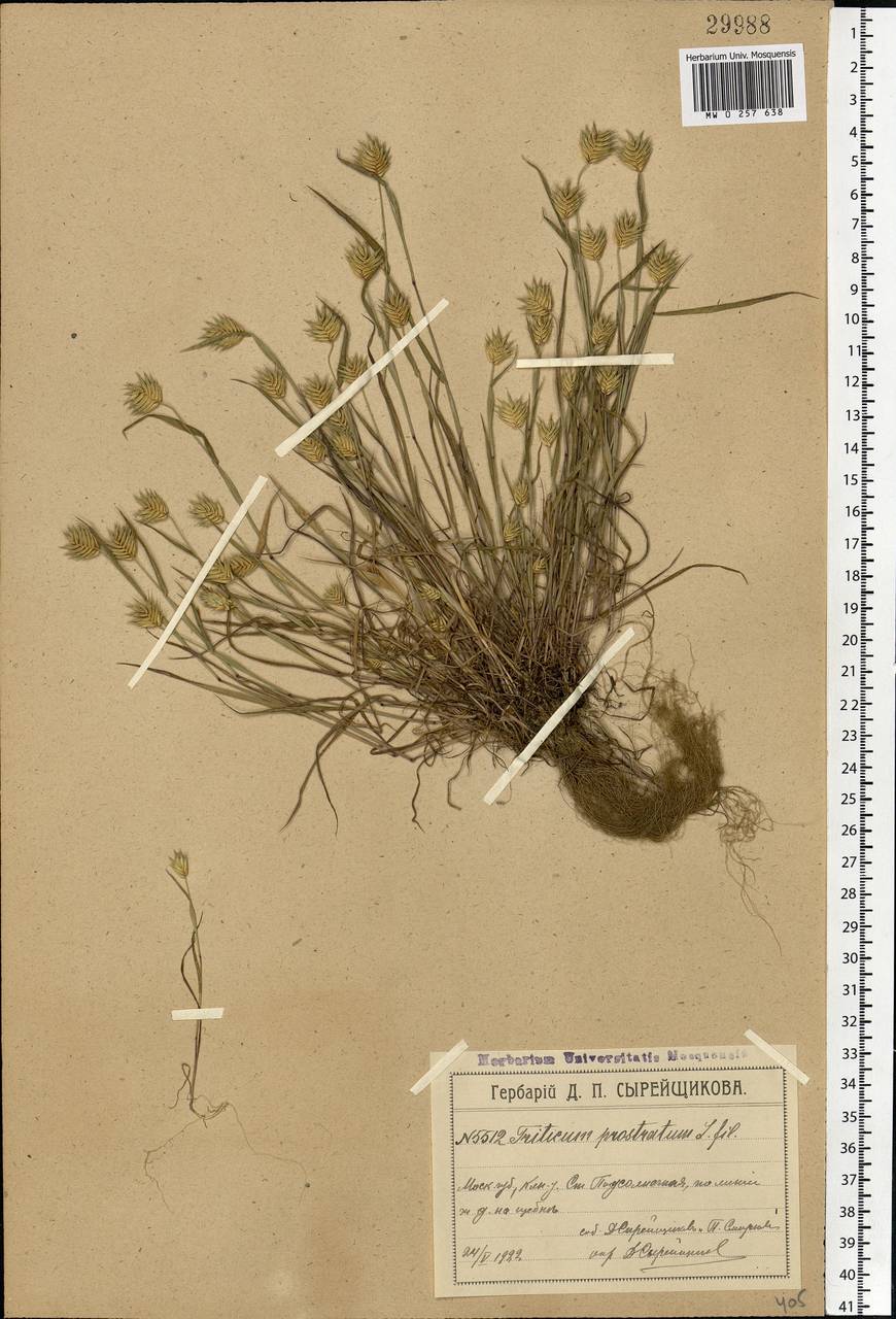 Eremopyrum triticeum (Gaertn.) Nevski, Eastern Europe, Moscow region (E4a) (Russia)