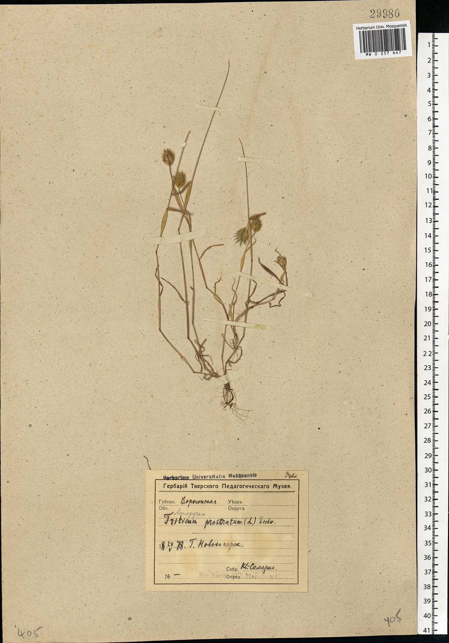 Eremopyrum triticeum (Gaertn.) Nevski, Eastern Europe, Central forest-and-steppe region (E6) (Russia)