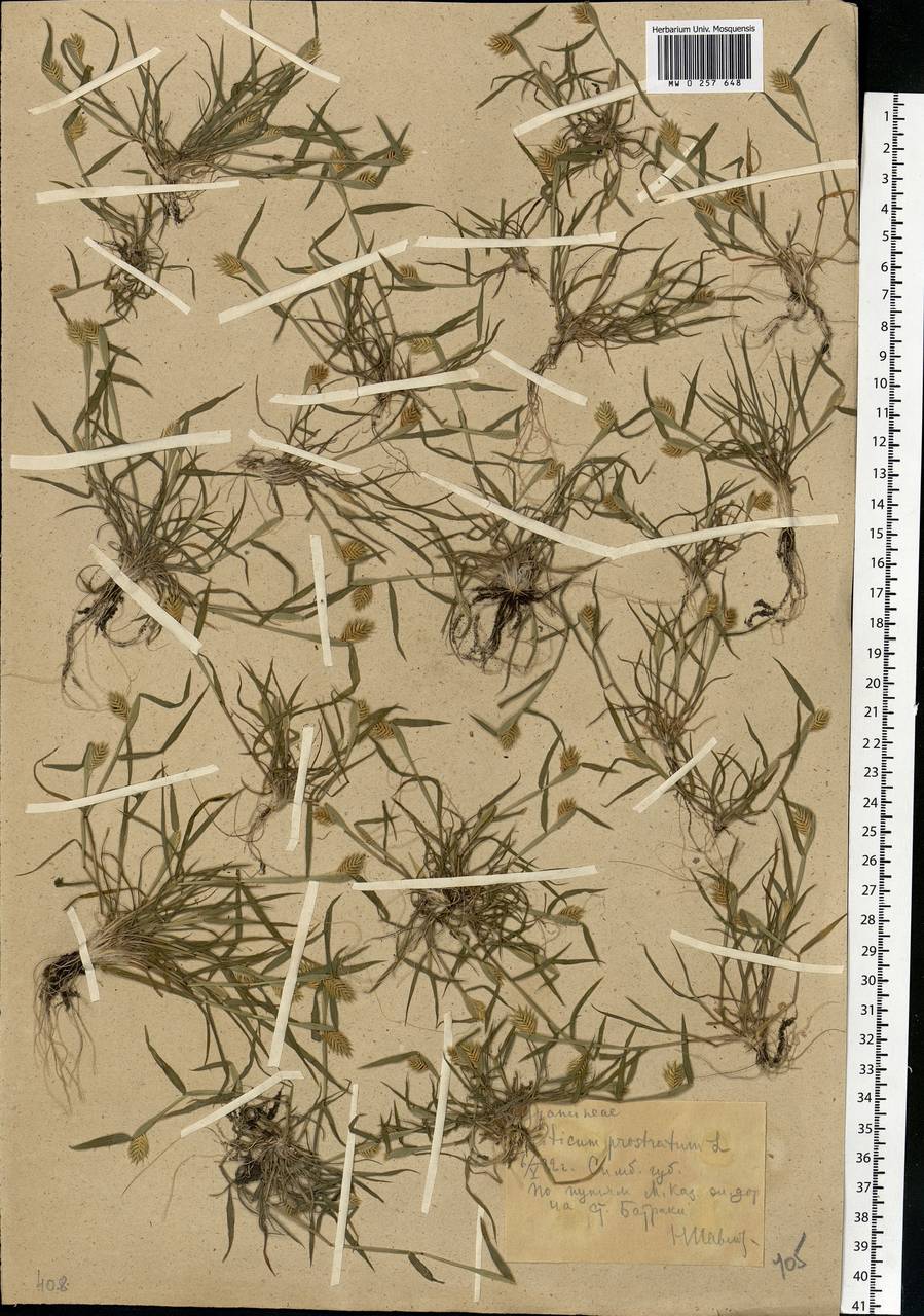 Eremopyrum triticeum (Gaertn.) Nevski, Eastern Europe, Middle Volga region (E8) (Russia)