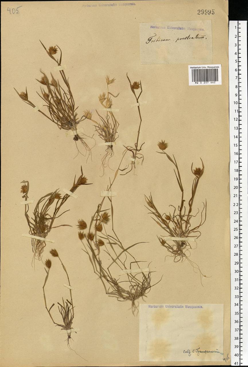 Eremopyrum triticeum (Gaertn.) Nevski, Eastern Europe, Lower Volga region (E9) (Russia)