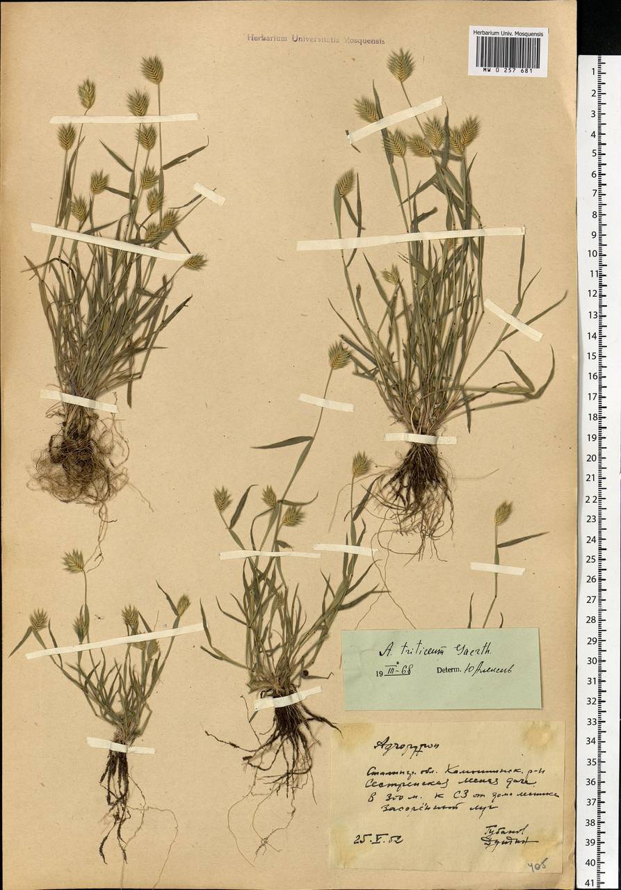 Eremopyrum triticeum (Gaertn.) Nevski, Eastern Europe, Lower Volga region (E9) (Russia)