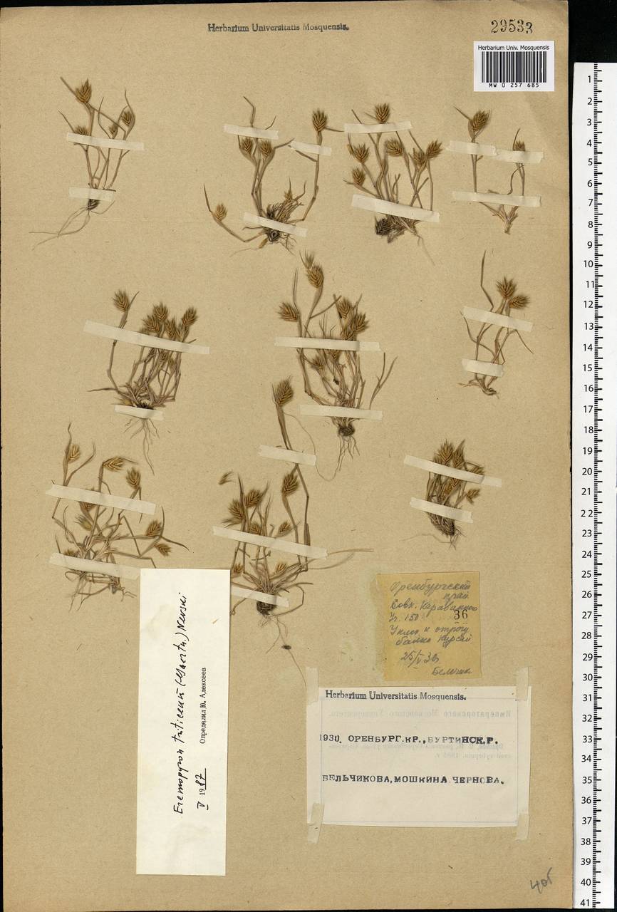 Eremopyrum triticeum (Gaertn.) Nevski, Eastern Europe, Eastern region (E10) (Russia)