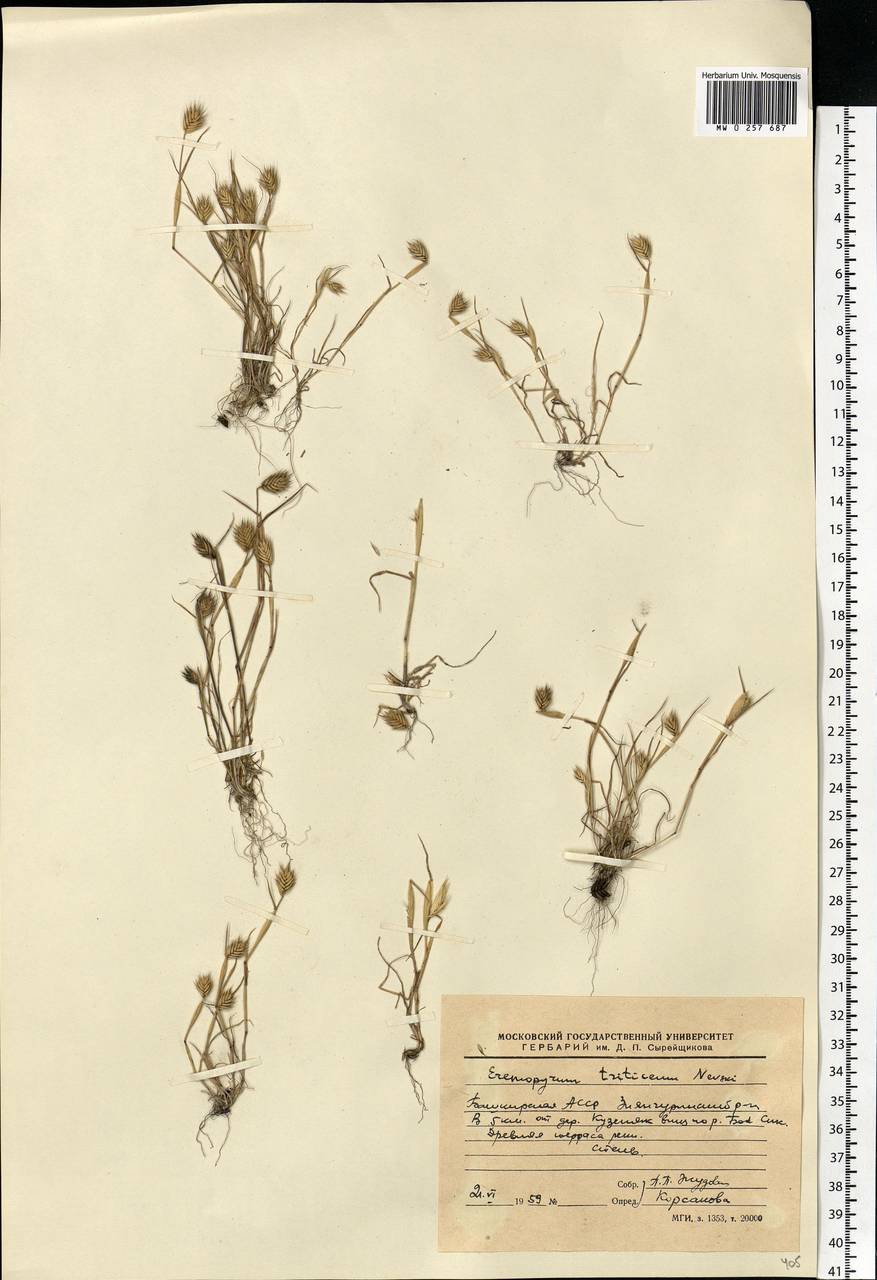 Eremopyrum triticeum (Gaertn.) Nevski, Eastern Europe, Eastern region (E10) (Russia)