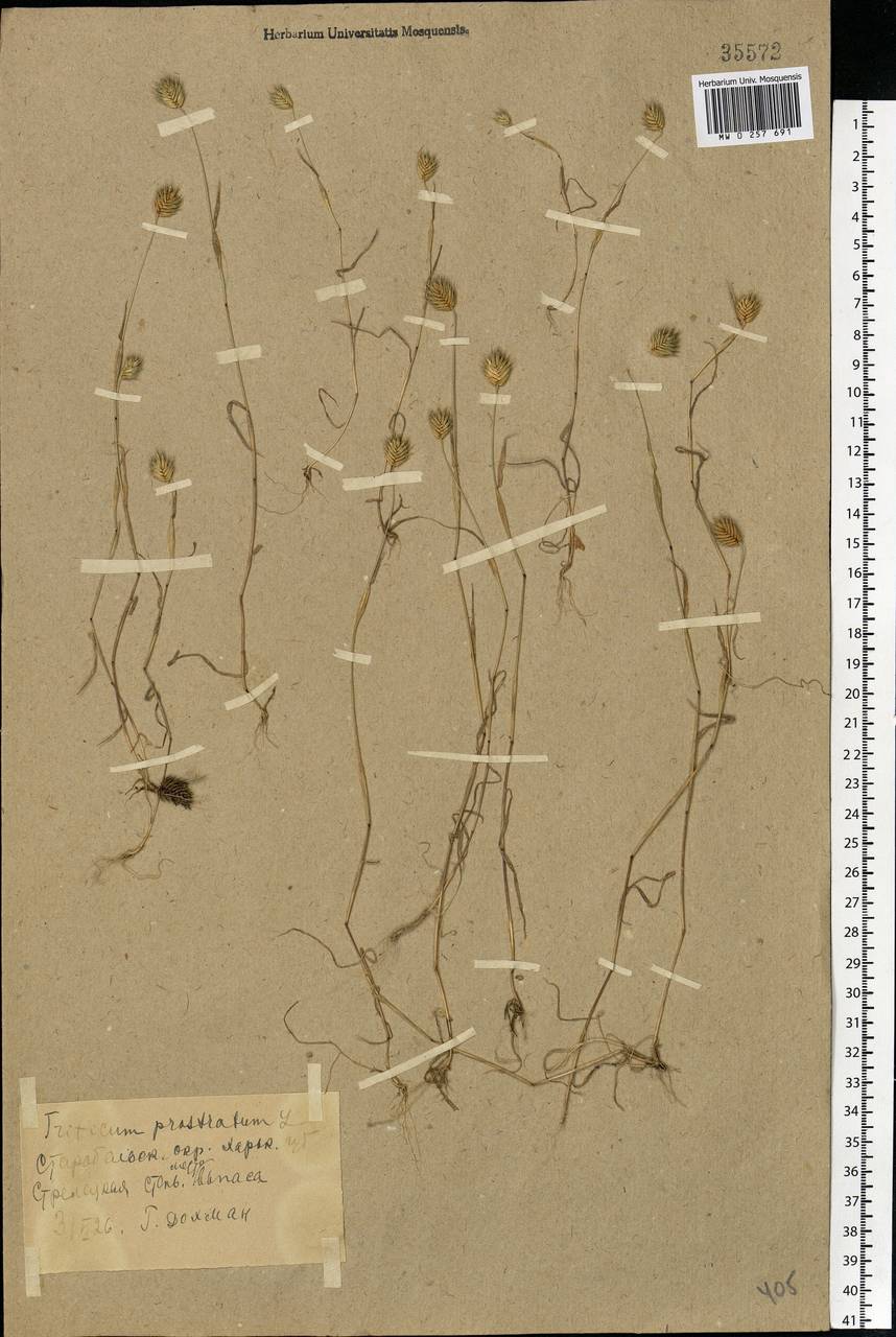 Eremopyrum triticeum (Gaertn.) Nevski, Eastern Europe, North Ukrainian region (E11) (Ukraine)