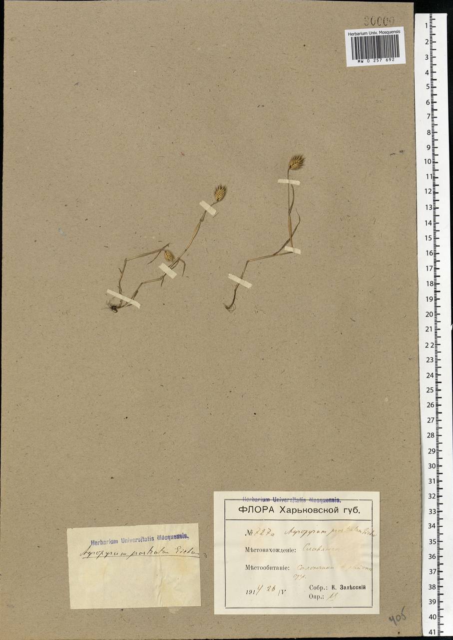 Eremopyrum triticeum (Gaertn.) Nevski, Eastern Europe, South Ukrainian region (E12) (Ukraine)
