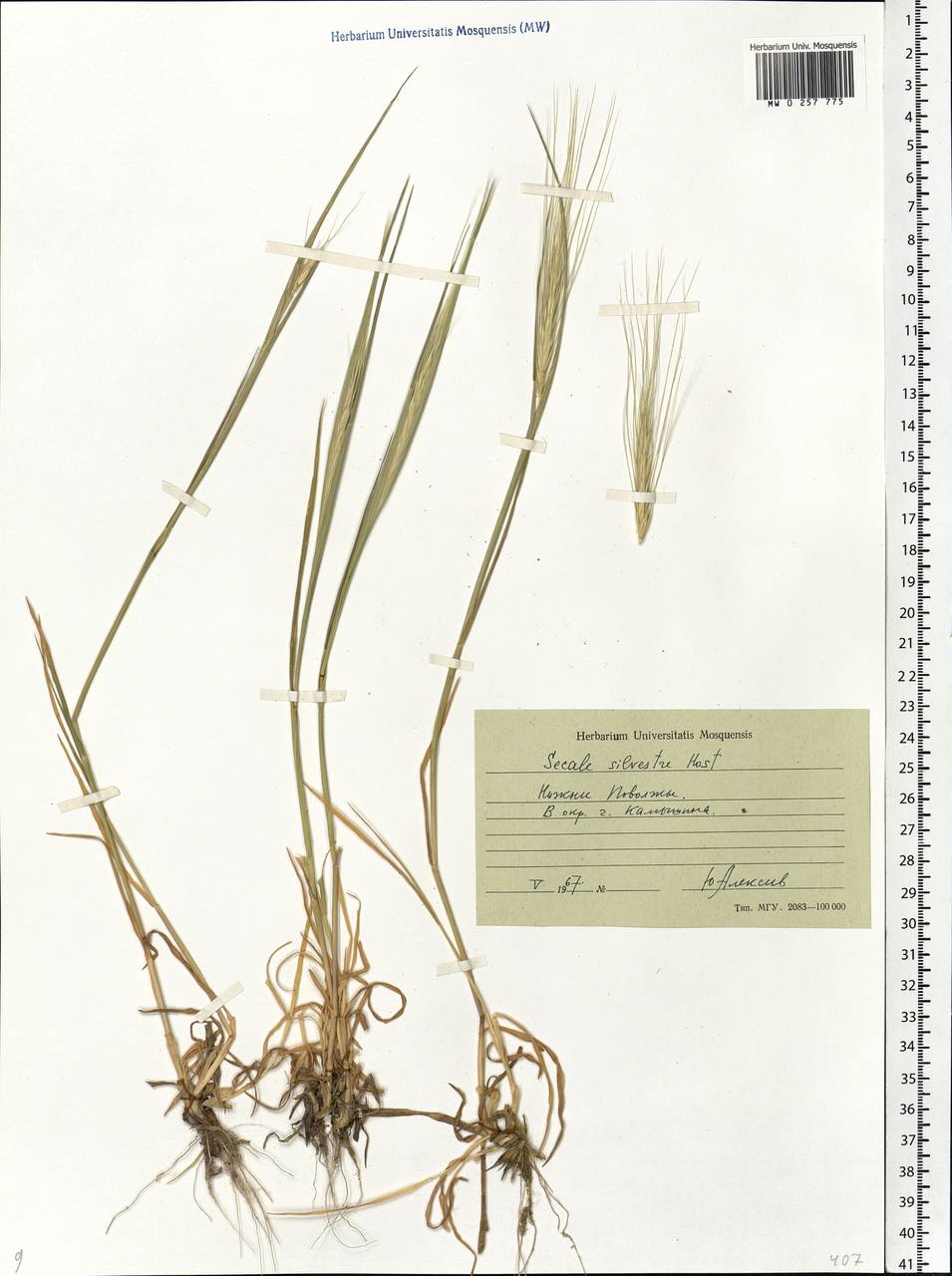 Secale sylvestre Host, Eastern Europe, Lower Volga region (E9) (Russia)