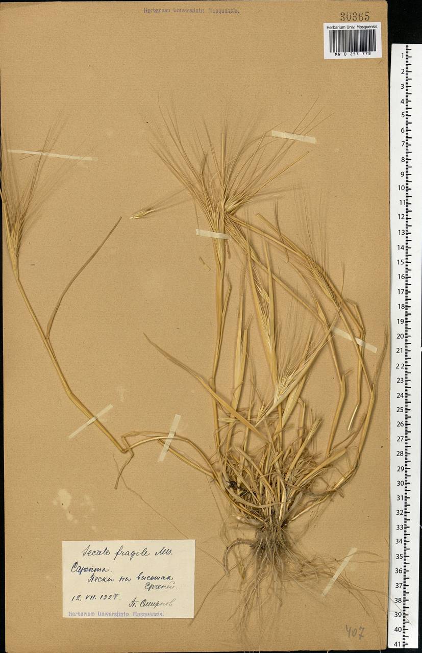 Secale sylvestre Host, Eastern Europe, Lower Volga region (E9) (Russia)