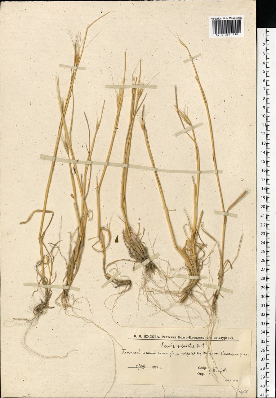 Secale sylvestre Host, Eastern Europe, Lower Volga region (E9) (Russia)