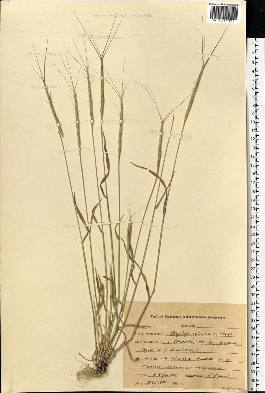 Aegilops cylindrica Host, Eastern Europe, Central forest region (E5) (Russia)