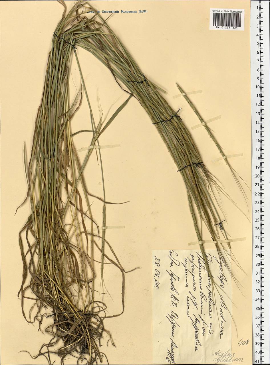 Aegilops cylindrica Host, Eastern Europe, South Ukrainian region (E12) (Ukraine)