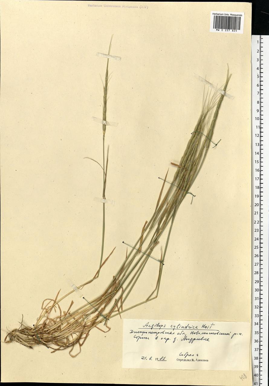 Aegilops cylindrica Host, Eastern Europe, South Ukrainian region (E12) (Ukraine)