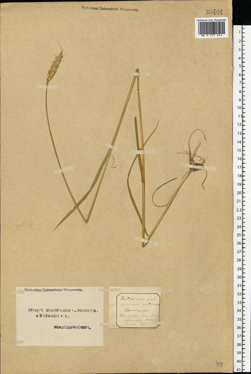 Triticum aestivum L., Eastern Europe, Northern region (E1) (Russia)