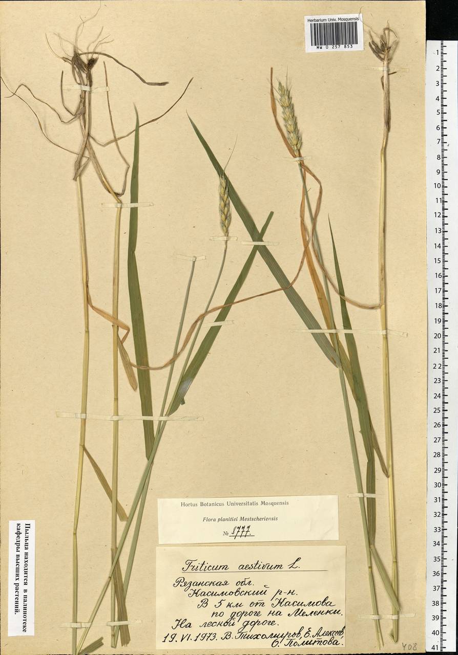 Triticum aestivum L., Eastern Europe, Central region (E4) (Russia)