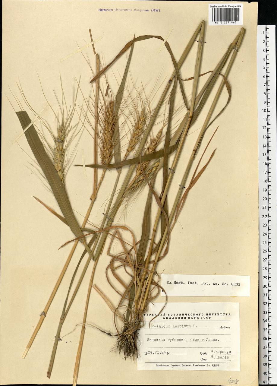 Triticum aestivum L., Eastern Europe, South Ukrainian region (E12) (Ukraine)