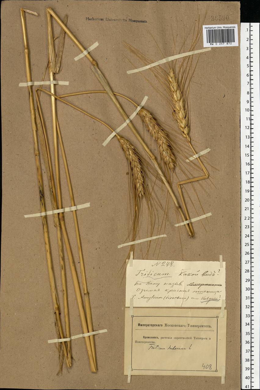 Triticum aestivum L., Eastern Europe, Rostov Oblast (E12a) (Russia)