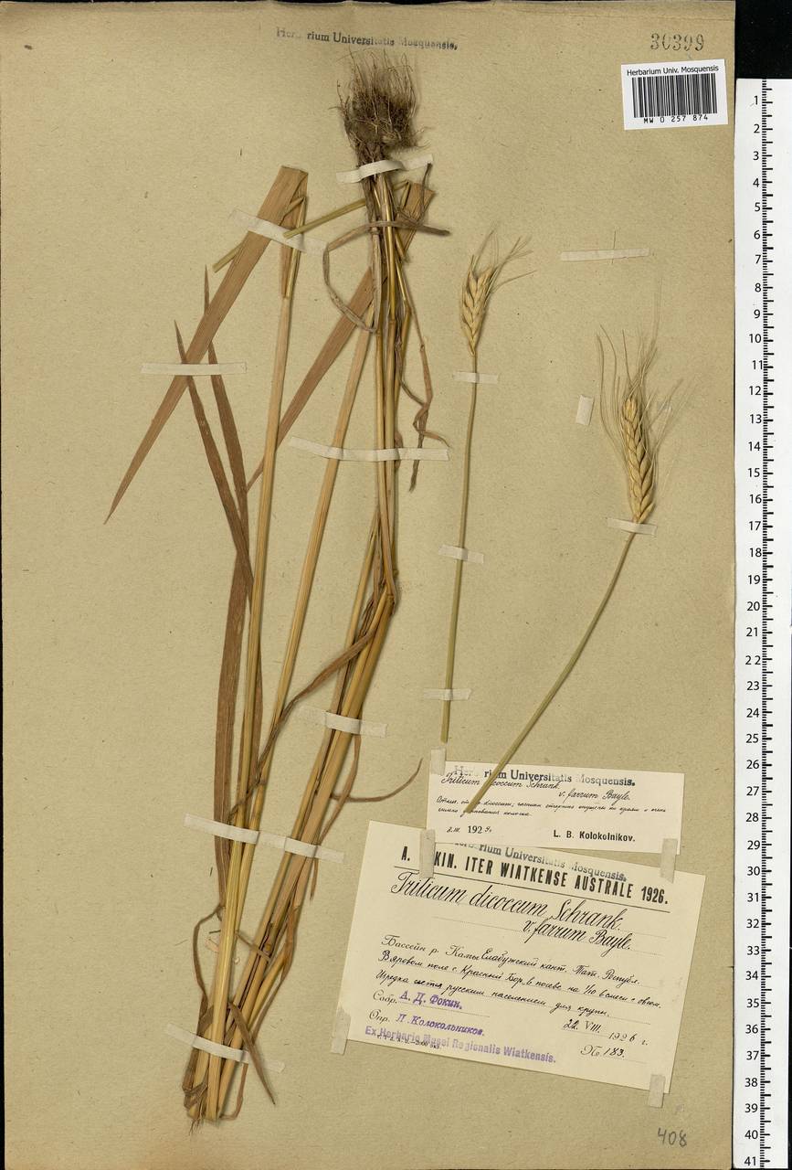 Triticum turgidum subsp. dicoccum (Schrank ex Schübl.) Thell., Eastern Europe, Middle Volga region (E8) (Russia)