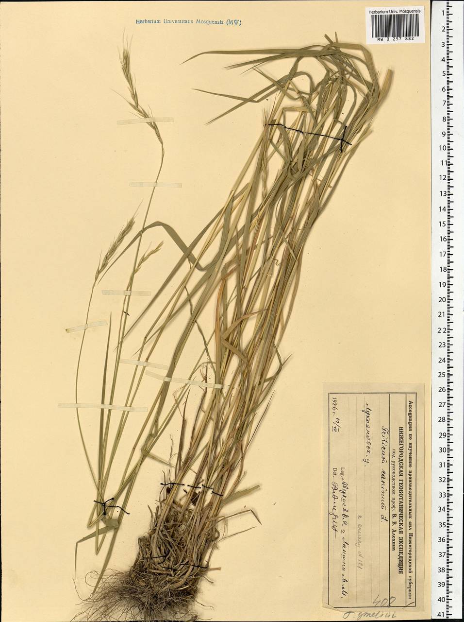 Elymus caninus (L.) L., Eastern Europe, Volga-Kama region (E7) (Russia)