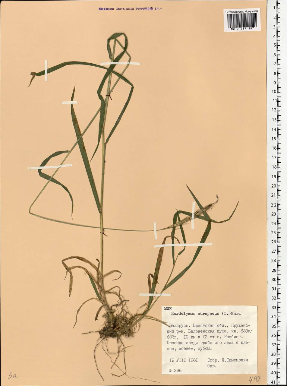 Hordelymus europaeus (L.) Jess. ex Harz, Eastern Europe, Belarus (E3a) (Belarus)