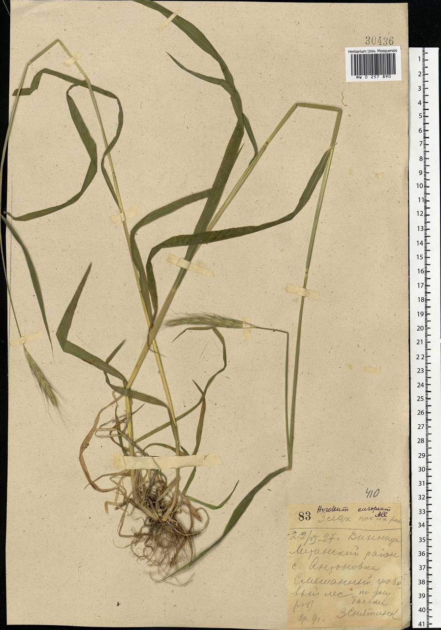 Hordelymus europaeus (L.) Jess. ex Harz, Eastern Europe, South Ukrainian region (E12) (Ukraine)