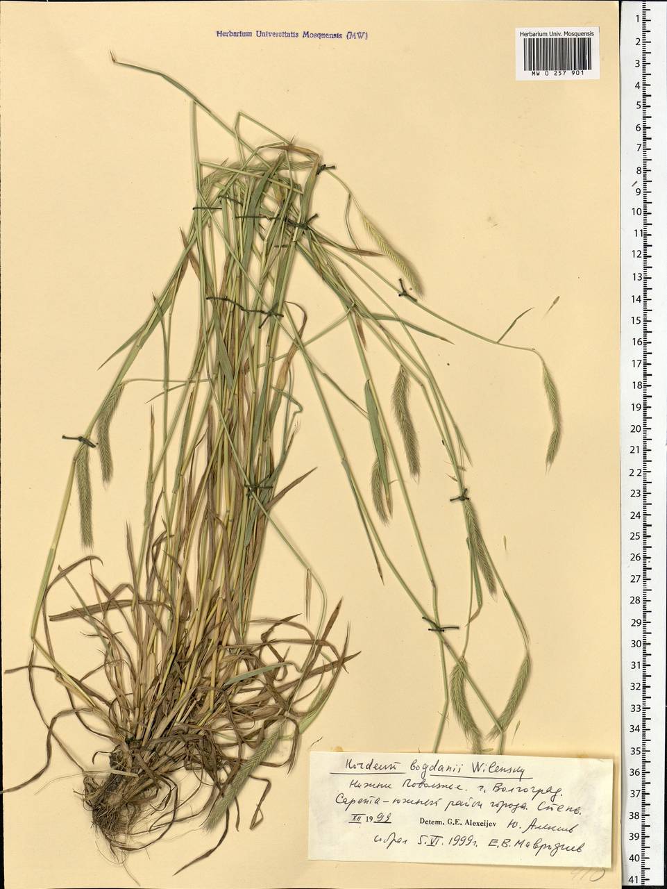 Hordeum bogdanii Wilensky, Eastern Europe, Lower Volga region (E9) (Russia)