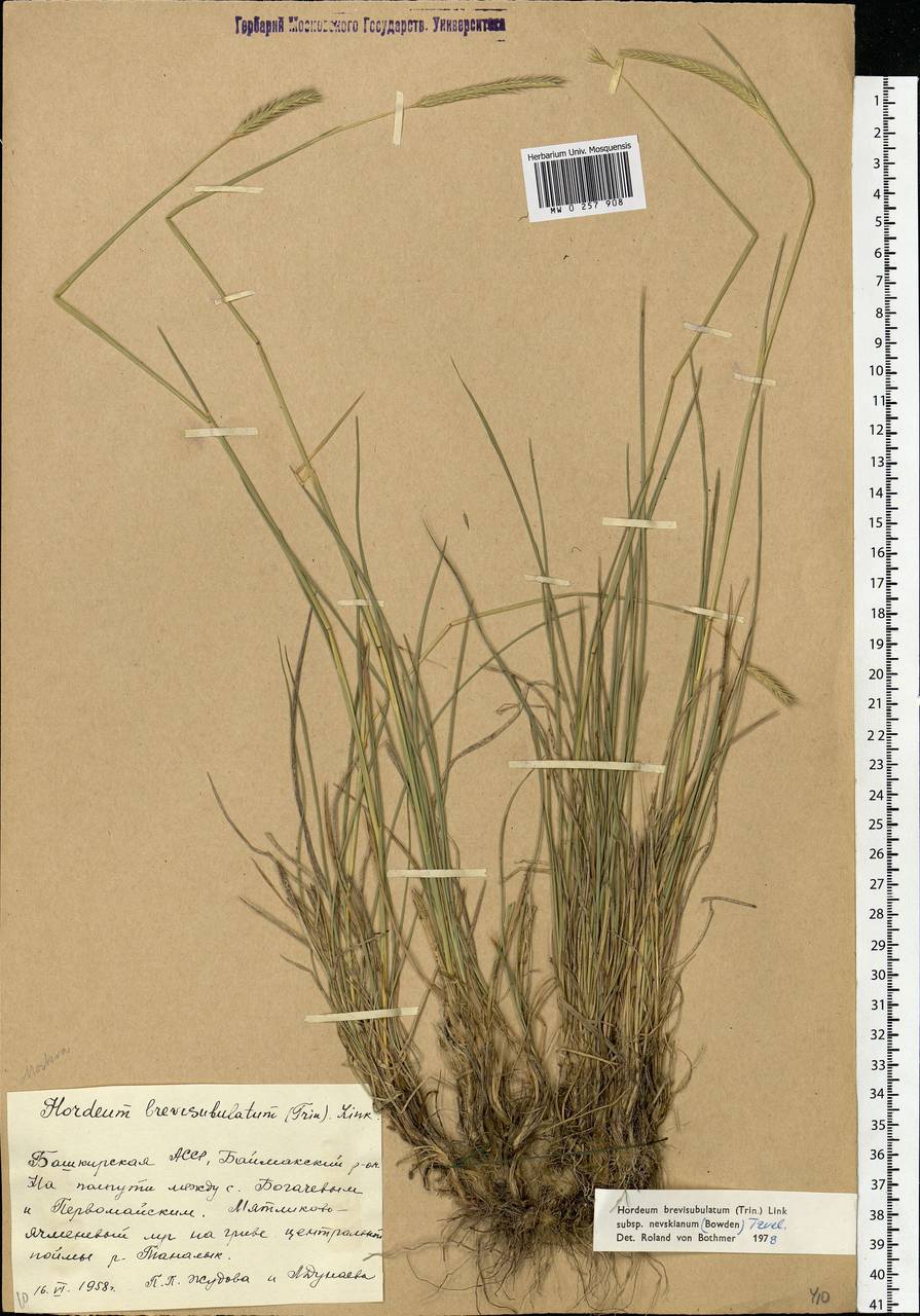 Hordeum brevisubulatum (Trin.) Link, Eastern Europe, Eastern region (E10) (Russia)