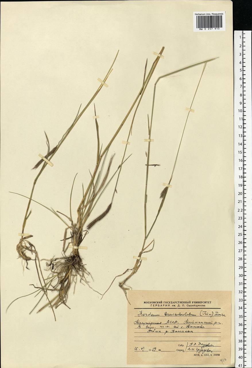 Hordeum brevisubulatum (Trin.) Link, Eastern Europe, Eastern region (E10) (Russia)