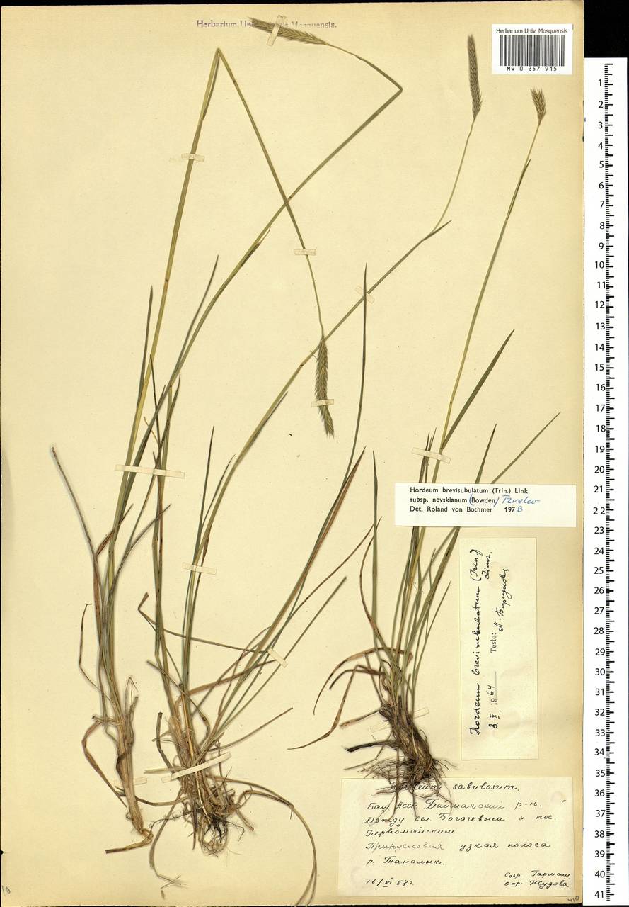 Hordeum brevisubulatum (Trin.) Link, Eastern Europe, Eastern region (E10) (Russia)